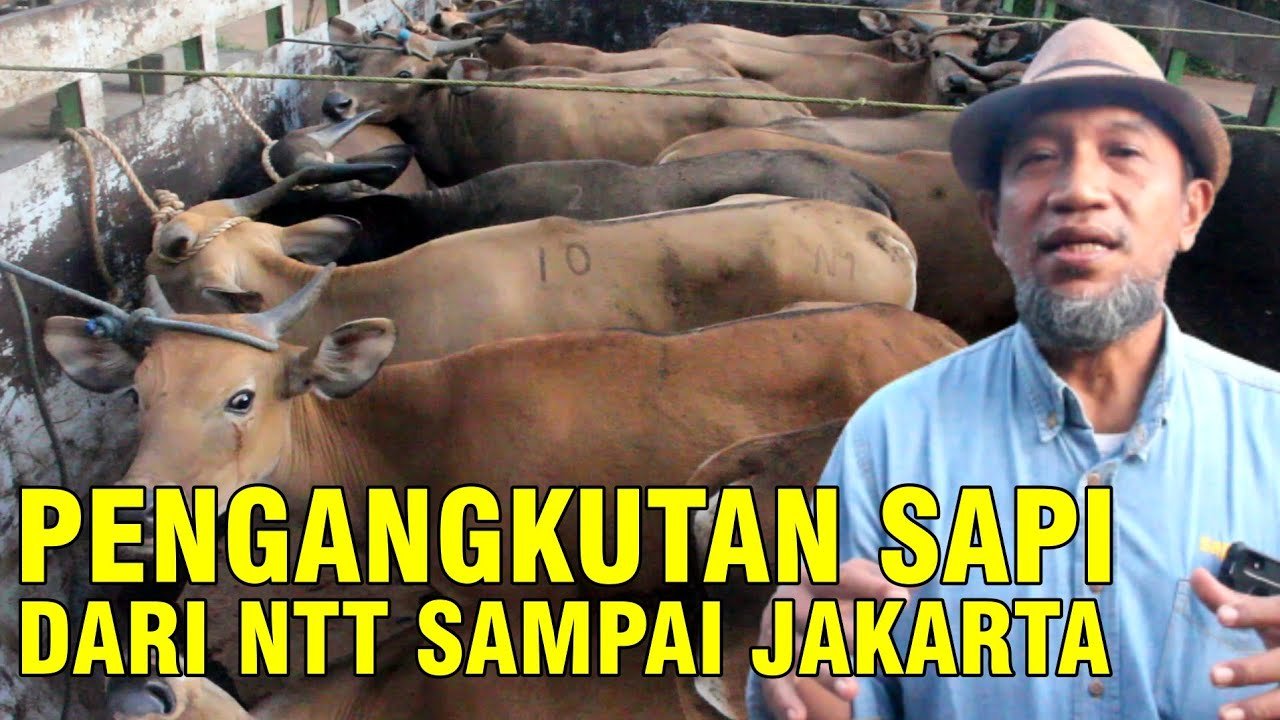 
                                 Kedatangan-Sapi-Kupang-NTT-Ke-Untuk-Persiapan-Qurban